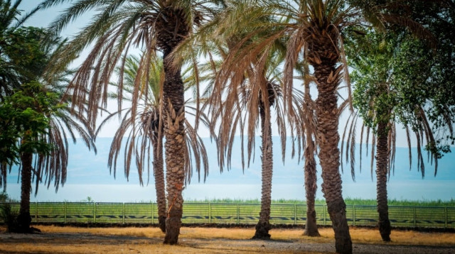 מחופי הכינרת (צילום: רשות הכנרת)