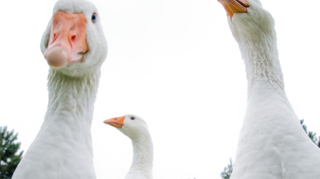 אווזים (צילום: ingimage ASAP)