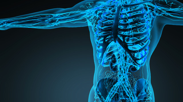 גוף האדם (צילום: אינגאימג')