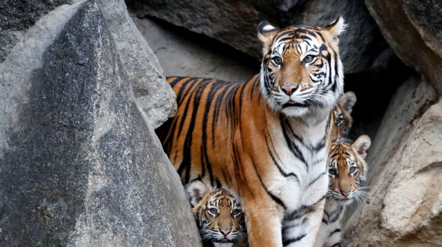 טיגריס סומטרי (צילום: רויטרס)