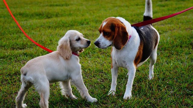 כלבים (צילום: Pixabay)