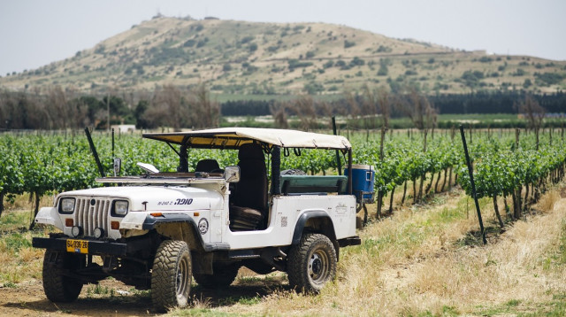 טיול ג'יפים בכרמי יקב רמת הגולן (צילום: עדי פרץ)