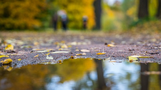 שלוליות (צילום: Pixabay)