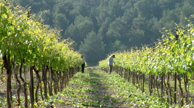 כרמי יקב הרי גליל (צילום: עמית גרון)