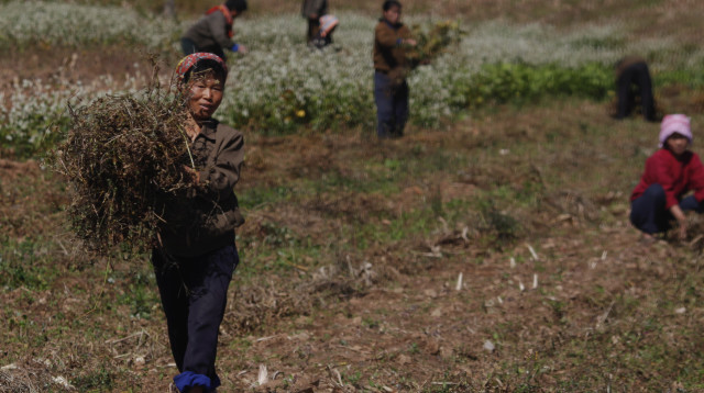 חקלאים בקוריאה הצפונית (צילום: רויטרס)