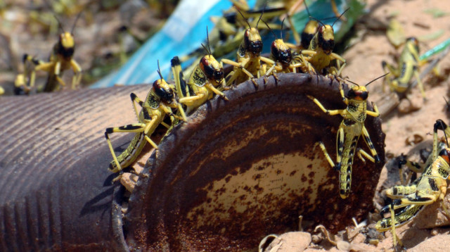 ארבה בנגב בשנת 2013 (צילום: דודו גרינשפן, פלאש 90)