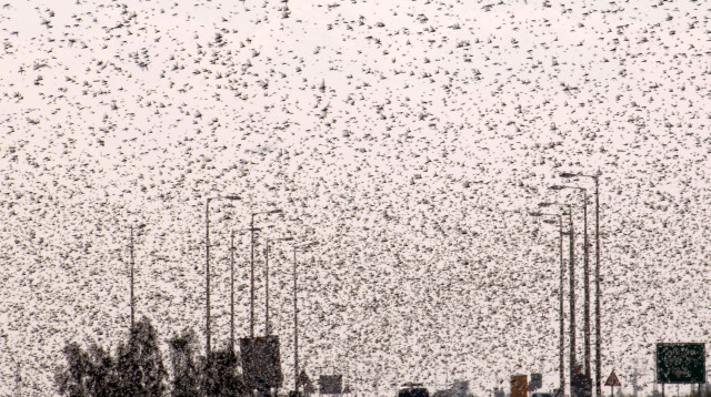 ארבה בנגב בשנת 2013 (צילום: דודו גרינשפן, פלאש 90)