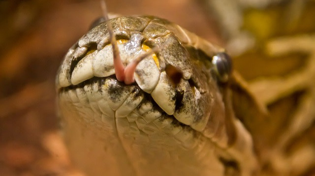 נחש (צילום: Pixabay)