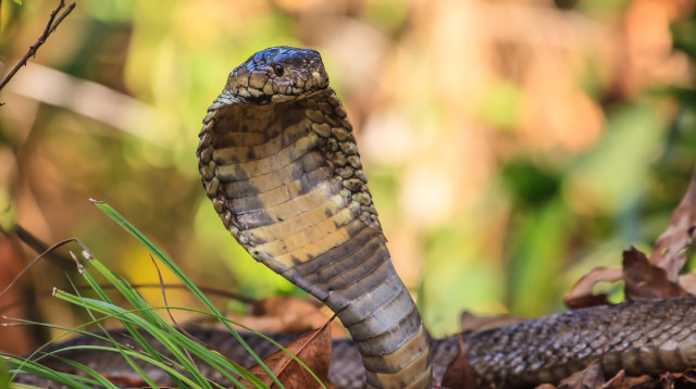 נחש (צילום: ingimage ASAP)