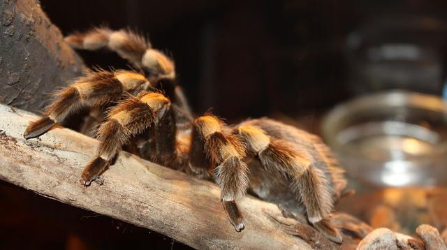 טרנטולה (צילום: Pixabay)