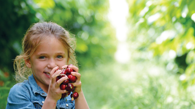 דובדבנים ביער יתיר (צילום: אסנת לדרר)