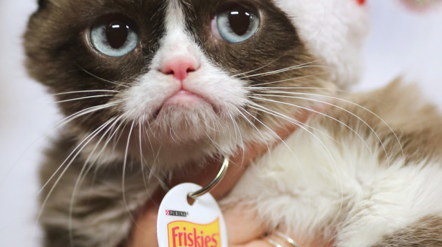 גראמפי קאט (צילום: רויטרס)