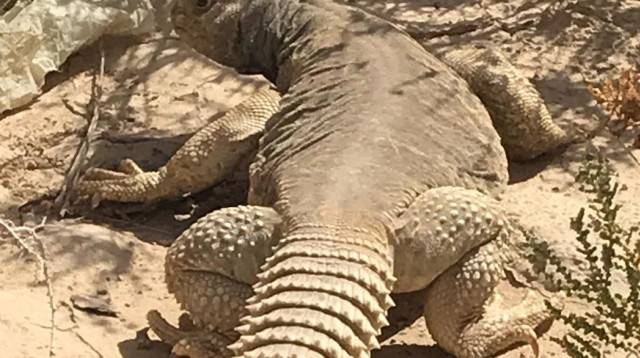 חרדון הצב המצוי  (צילום: אריק ויינשטיין, הערבה התיכונה)