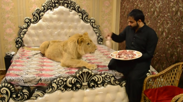 מגדל אריה כחיית מחמד (צילום: caters clips/youtbe)