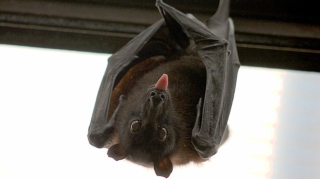 עטלף (צילום: Pixabay)