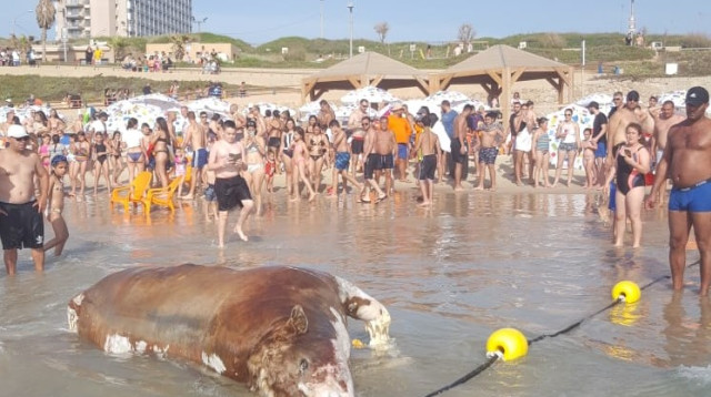 פגר של עגל נסחף לחוף בתל אביב (צילום: אנימלס)