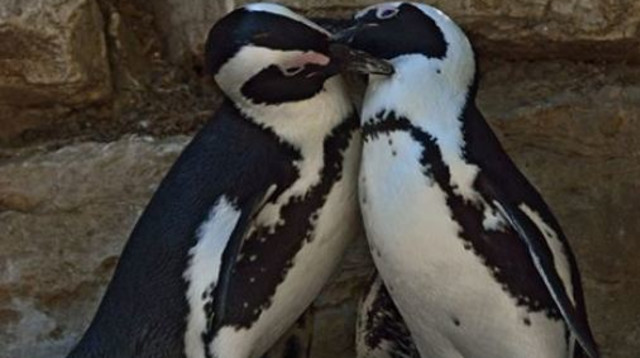 זוג הפינגווינים ביל ומנטה  (צילום: טיבור יגר)