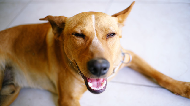 כלב, אילוסטרציה (צילום: אינג אימג')