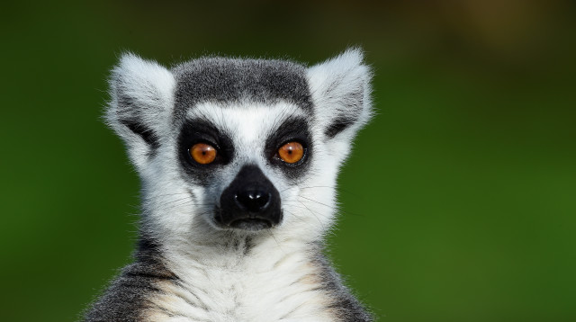 למור זנב טבעת (צילום: רויטרס)