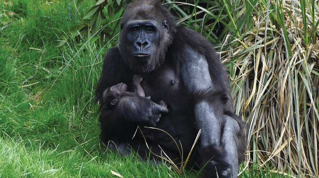 גורילה וגור גורילות (צילום: רויטרס)