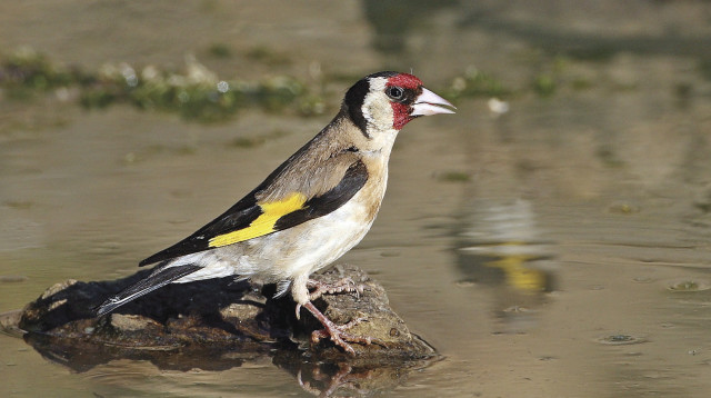 חוחיות (צילום: אמיר בן דב , אתר הצפרות הישראלי)