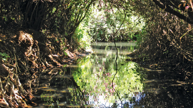 מג'רסה (צילום: הדר יהב)