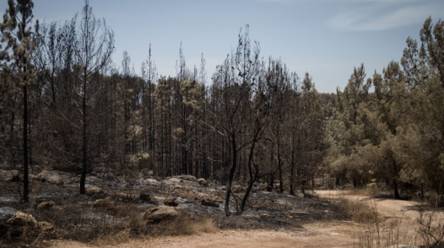 נזקי השריפה סמוך למבוא מודיעים (צילום: הדס פרוש, פלאש 90)
