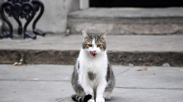 לארי החתול יושב מחוץ לדאונינג 10 (צילום: רויטרס)