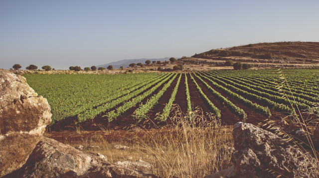 רקנאטי כרמים (צילום: בן יוסטר)