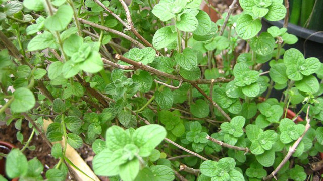 אזוב מצוי (זעתר) (צילום: Yonygg, ויקיפדיה)