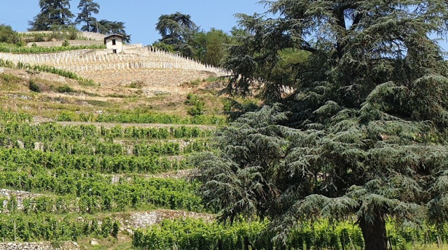 כרמי קורדיו בעמק הרון (צילום: מירה איתן)