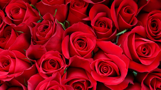 יום האהבה (צילום: רויטרס)