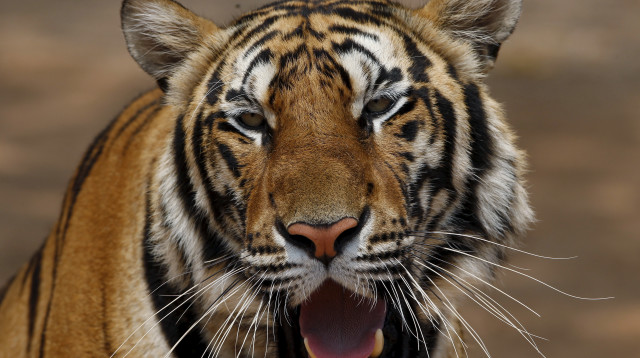 טיגריס בתאילנד (צילום: רויטרס)