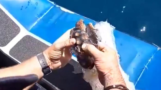 חילוץ צב הים שנלכד ברשת (צילום: דוברות המשטרה)