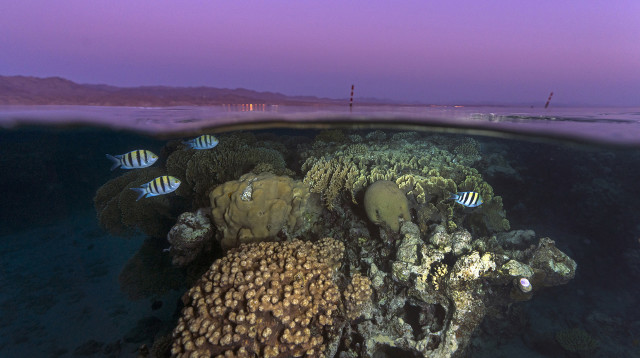 שונית האלמוגים במפרץ אילת בשעת שקיעה (צילום: תום שלזינגר)