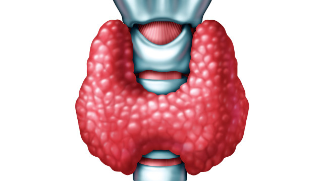 בלוטת התירס (צילום: אינג אימג')