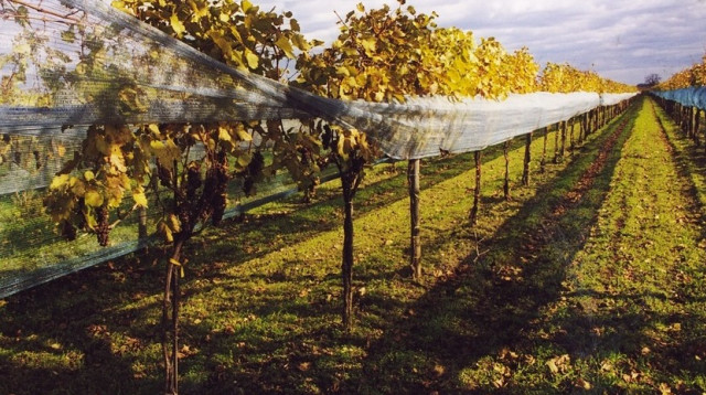 פינו גרי (צילום: ארכיון מעריב)