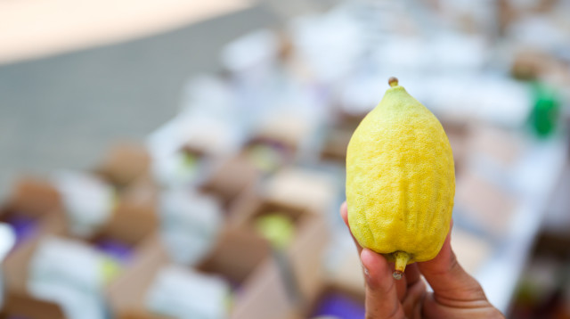 אתרוג  (צילום: דוד כהן, פלאש 90)