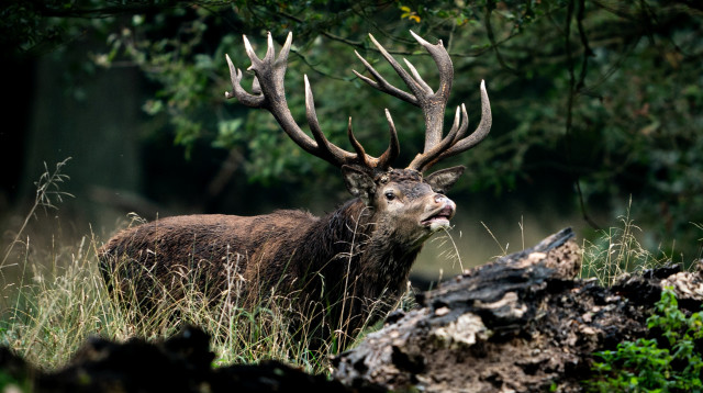 צבי בדנמרק (צילום: רויטרס)