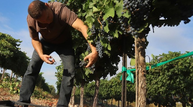 בציר בגזר לzaza (צילום: דויד סילברמן,דויד סילברמן,דויד סילברמן)