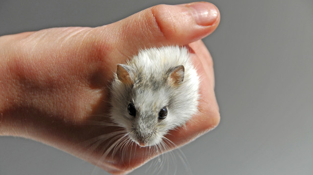 אוגר (צילום: אינגאימג')