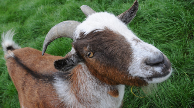 העז big boy (צילום: אינגאימג')