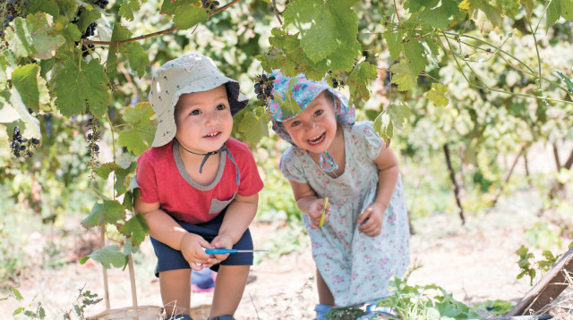 יקב יפחתאל (צילום: אדווה אופיר)