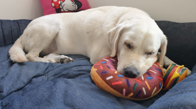 כלבת לברדור, אילוסטרציה (צילום: סתיו נמר)