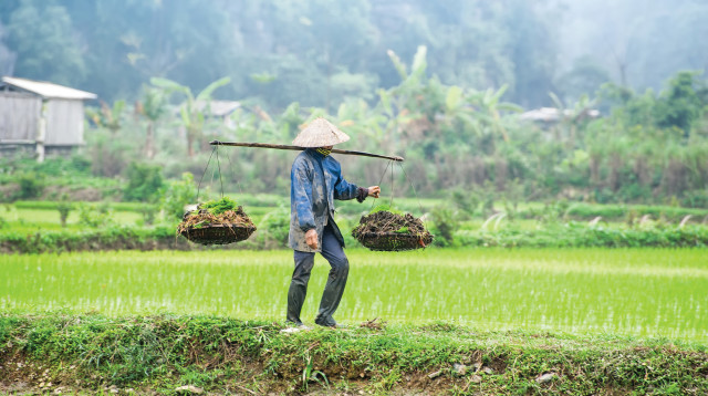 חקלאות בסין (צילום: אינג אימג')