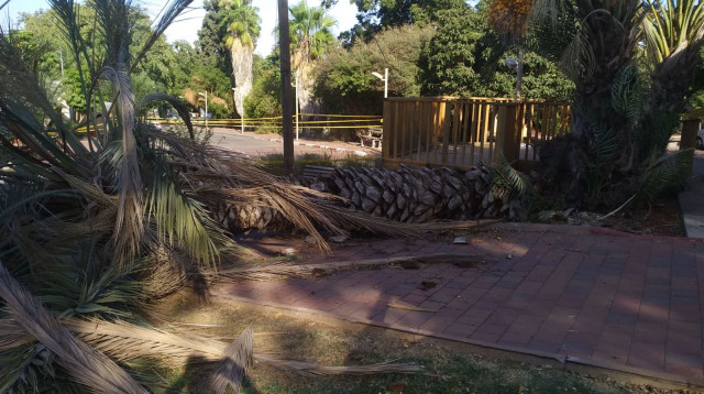 העץ שקרס בקיבוץ בחן (צילום: תיעוד מבצעי מד"א)