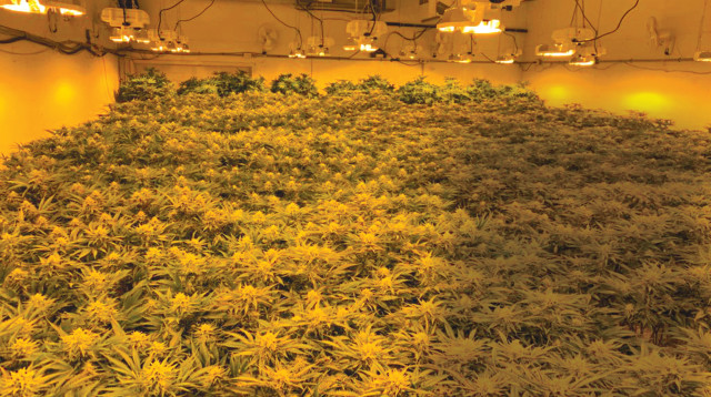 קנאביס (צילום: יח"צ)