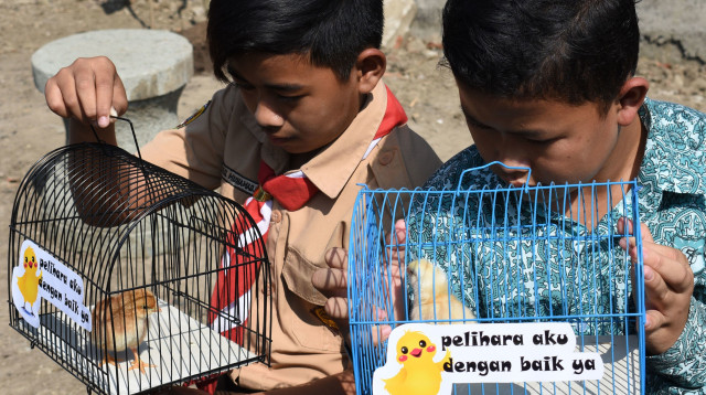 תלמידים אינדונזיים מקבלים אפרוחים (צילום: TIMUR MATAHARI/Getty images)