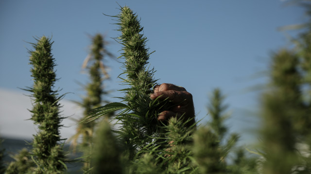 חקלאי בשדה בו מגדלים קנאביס רפואי בעיראק (צילום: רויטרס)