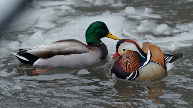ברווז (צילום: TIMOTHY A. CLARY/AFP/Getty Images)